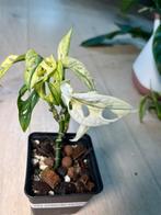Monstera Adansonii Tricolor Variegata, Huis en Inrichting, Kamerplanten, Ophalen of Verzenden