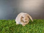 Handtamme vrouwelijke minilop konijnen jong, Oreilles tombantes, Femelle, Nain, 0 à 2 ans