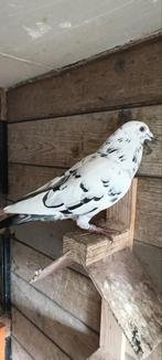 Reisduiven 2025, Dieren en Toebehoren