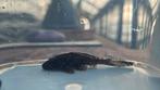 Ruitenkuiser pleco, Animaux & Accessoires