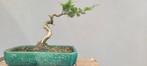 Juniperus bonsai startplant, Tuin en Terras, Ophalen