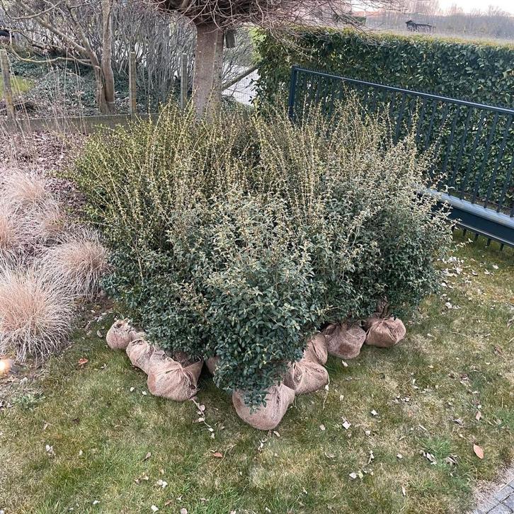 Osmanthus Burkwoodii, Tuin en Terras, Planten | Bomen, Ophalen