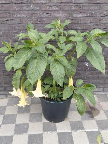 Prachtige Brugmansia  beschikbaar voor biedingen