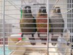 4 petits chou cherche famille, Meerdere dieren, Papegaai, Tam