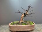 Alnus, zwarte els pre bonsai, Enlèvement ou Envoi, Neuf