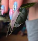 Alocasia Bambino pink variegata, Ophalen of Verzenden