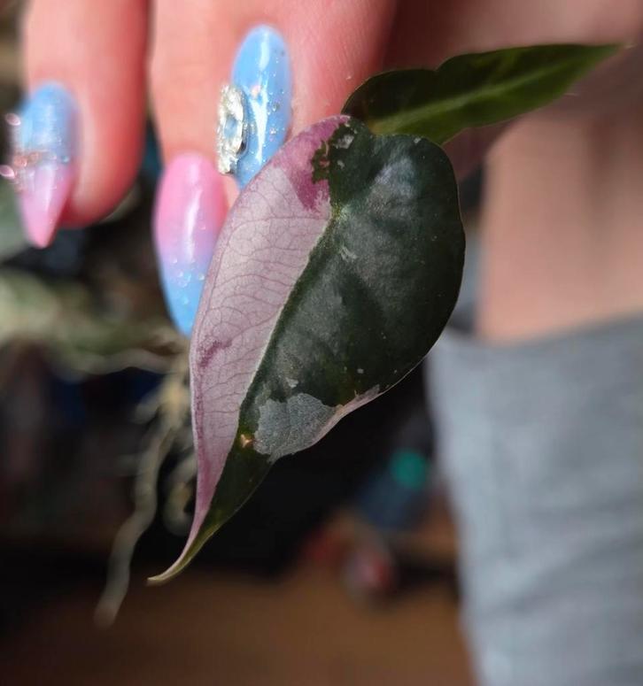 Alocasia Bambino pink variegata, Maison & Meubles, Plantes d'intérieur, Enlèvement ou Envoi