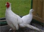 witte bosfazanten, Dieren en Toebehoren, Mannelijk, Overige soorten