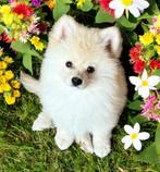6 magnifiques vrais Poméraniens prêts à partir, Animaux & Accessoires, Chiens | Huskys, Loulous & Types primitifs, Loulou, Plusieurs