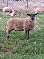 Bleu du maine ramlammeren, Dieren en Toebehoren, Schapen, Geiten en Varkens, Mannelijk, Schaap