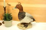 Taxidermie - opgezette eend, Verzamelen, Dierenverzamelingen, Ophalen of Verzenden, Gebruikt, Opgezet dier