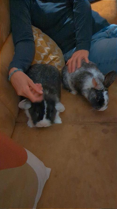 2 konijnen + toebehoren, Dieren en Toebehoren, Konijnen, Dwerg, Vrouwelijk, 3 tot 5 jaar