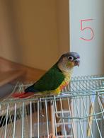 Baby Pyrrhura's 8 weken oud, Dieren en Toebehoren, Meerdere dieren, Papegaai, Geringd