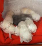 Kittens kort Brits
