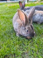 Duitse Reus, Dieren en Toebehoren, Konijnen