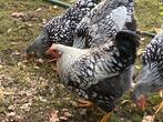 Wyandotte kriel haantjes zilverzwart gezoomd, Dieren en Toebehoren, Pluimvee