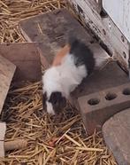 Cavia's, Dieren en Toebehoren, Konijnen