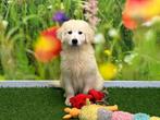 Chiot adolescent Golden Retriever, Un chien, Belgique, Golden retriever, Parvovirose