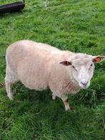 jonge rammen, Dieren en Toebehoren