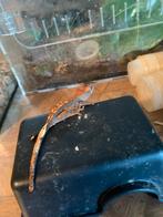 Wimperbaby met opgroei bak poss female, Overige soorten, Met terrarium, 0 tot 2 jaar