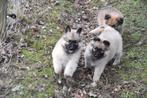 Prachtige Herder kruising pupjes, Dieren en Toebehoren, België, CDV (hondenziekte), 8 tot 15 weken, Groot