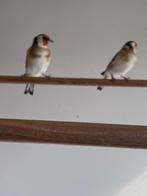 grote putters, Dieren en Toebehoren, Vogels | Kanaries