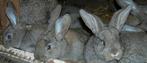 Jeunes lapins (âgés de 8 semaines), Grand, Plusieurs animaux, 0 à 2 ans