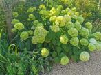 Hortensia Annabelle Strong, Tuin en Terras, Planten | Tuinplanten, Overige soorten, Vaste plant, Ophalen of Verzenden, Halfschaduw