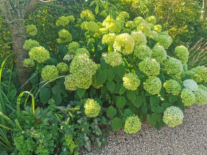 Hortensia Annabelle Strong, Tuin en Terras, Planten | Tuinplanten, Vaste plant, Overige soorten, Halfschaduw, Zomer, Ophalen of Verzenden
