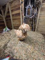 Padua krulveer en gladveer, Dieren en Toebehoren