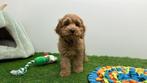 Cockapoo pups, Dieren en Toebehoren, Honden | Chihuahua's en Gezelschapshonden, België, Overige rassen, 8 tot 15 weken, CDV (hondenziekte)