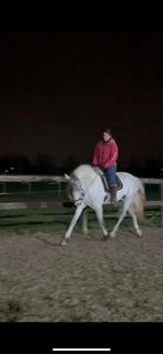 Beginners merrie en Apto Pre hengst gevorderde, Dieren en Toebehoren, Paarden, Hengst, Gechipt