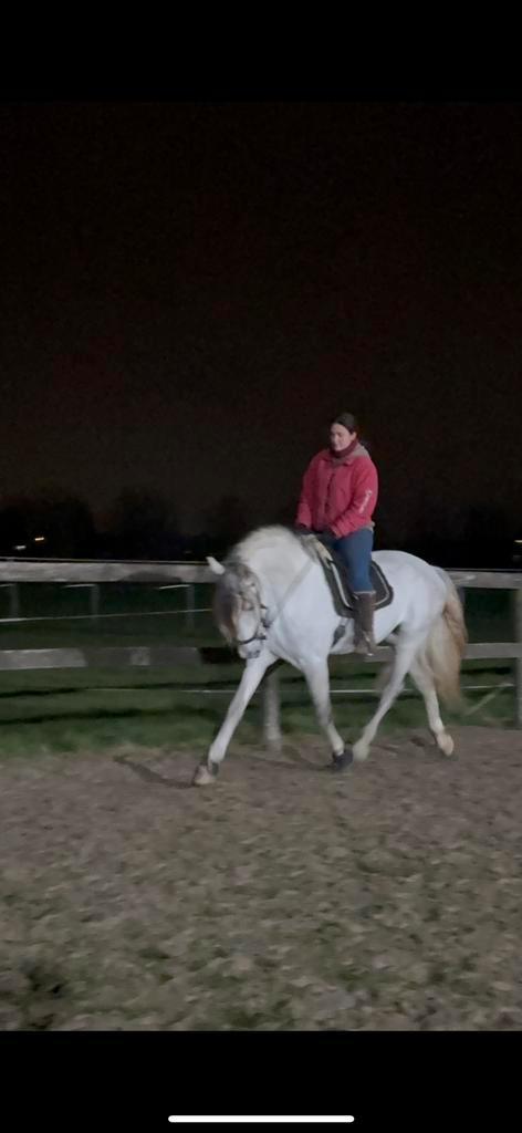 Beginners merrie en Apto Pre hengst gevorderde, Dieren en Toebehoren, Paarden, Hengst, Met stamboom, Gechipt, Ontwormd, Ingeënt