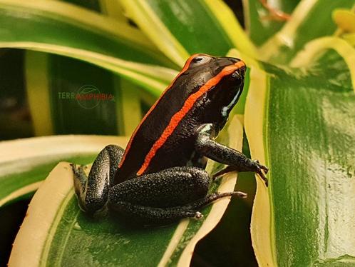 Phyllobates vittatus, Animaux & Accessoires, Reptiles & Amphibiens, Amphibien, 0 à 2 ans