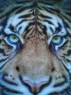 Grote kader tijger, Antiek en Kunst, Kunst | Schilderijen | Modern, Ophalen