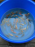 Japanse koi visjes 12 cm, Dieren en Toebehoren, Vissen | Vijvervissen