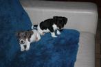 jack russell, Dieren en Toebehoren, België, Fokker | Hobbymatig, Jack Russell Terriër, Reu