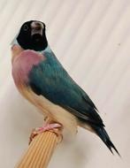 Gouldamadine pop, Vrouwelijk, Tropenvogel, Geringd