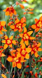 Crocosmia emily mckenzie 18st/pot= 6€., Tuin en Terras, Planten | Tuinplanten, Volle zon, Vaste plant, Zomer, Ophalen
