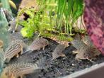 Hobbyaquarium Corydoras Sterbay +7 = korting, Animaux & Accessoires, Poissons | Poissons d'aquarium, Poisson, Poisson d'eau douce