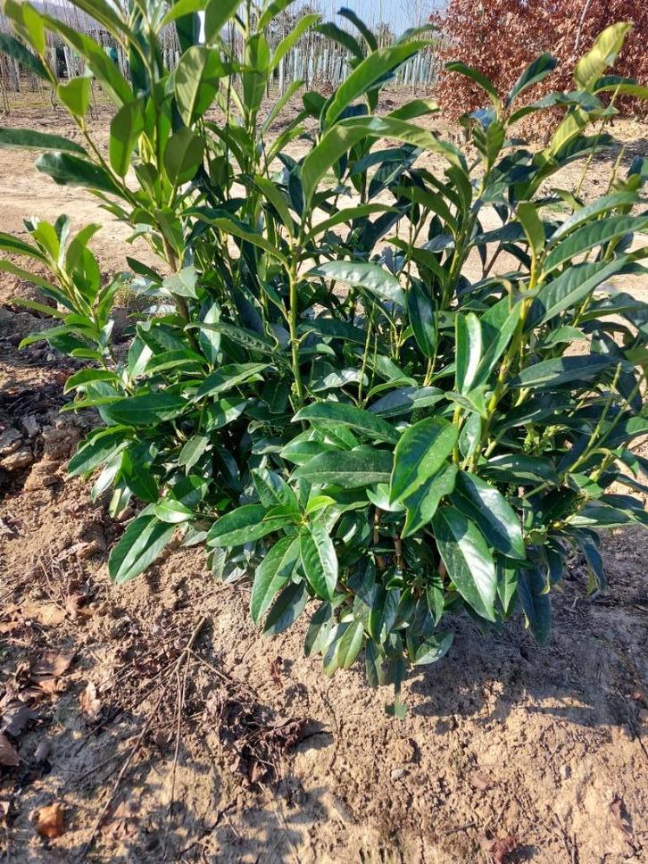 Laurierkers Reynvaanii (groenblijvende haagplant), Tuin en Terras, Planten | Struiken en Hagen, Struik, Laurier, 100 tot 250 cm