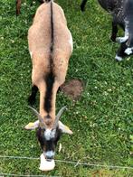 Opvang kleinvee geiten schapen  enz, Dieren en Toebehoren