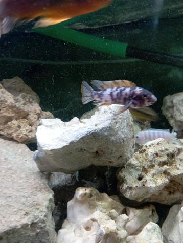 Cichlidès Malawi labeotropheus trevawa  beschikbaar voor biedingen