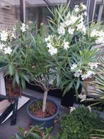Oleanders, agapanthus, palmen, Tuin en Terras, Planten | Tuinplanten, Ophalen