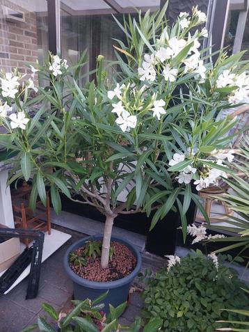 Oleanders, agapanthus, palmen beschikbaar voor biedingen