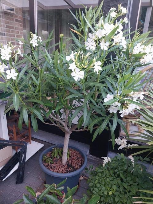 Oleanders, agapanthus, palmen, Tuin en Terras, Planten | Tuinplanten, Ophalen