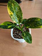 Philodendron Green Congo Variegata, Huis en Inrichting, Ophalen of Verzenden