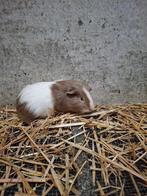 Jonge cavia, Dieren en Toebehoren, Knaagdieren, Cavia, Juni, Mannelijk, Tam