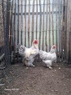 Brama kriel, Dieren en Toebehoren, Pluimvee