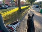 PAARD OF PONY GEZOCHT!, Dieren en Toebehoren, Onbeleerd